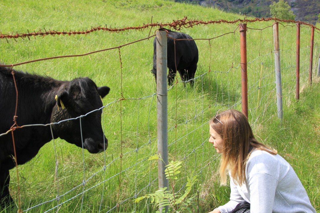 Norway in a Nutshell cows