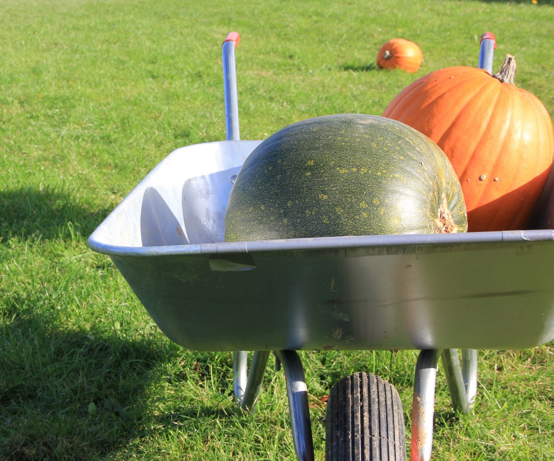 Pumpkin picking Norwich