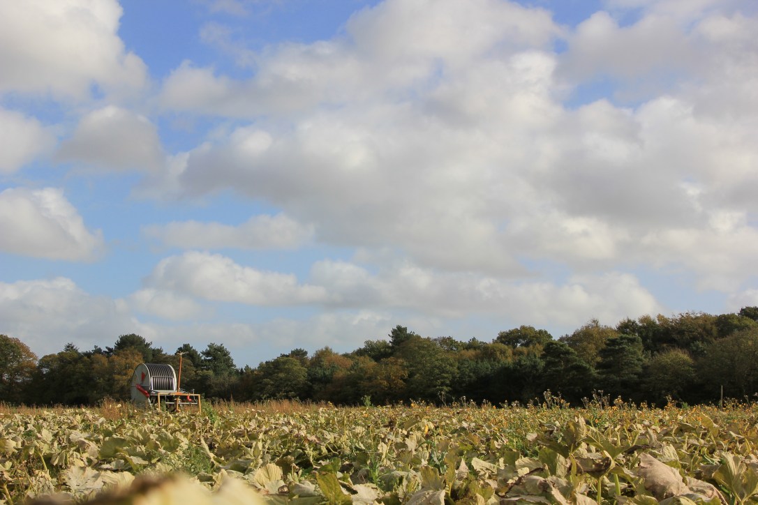 Where to pick pumpkins in Norwich - White House Farm