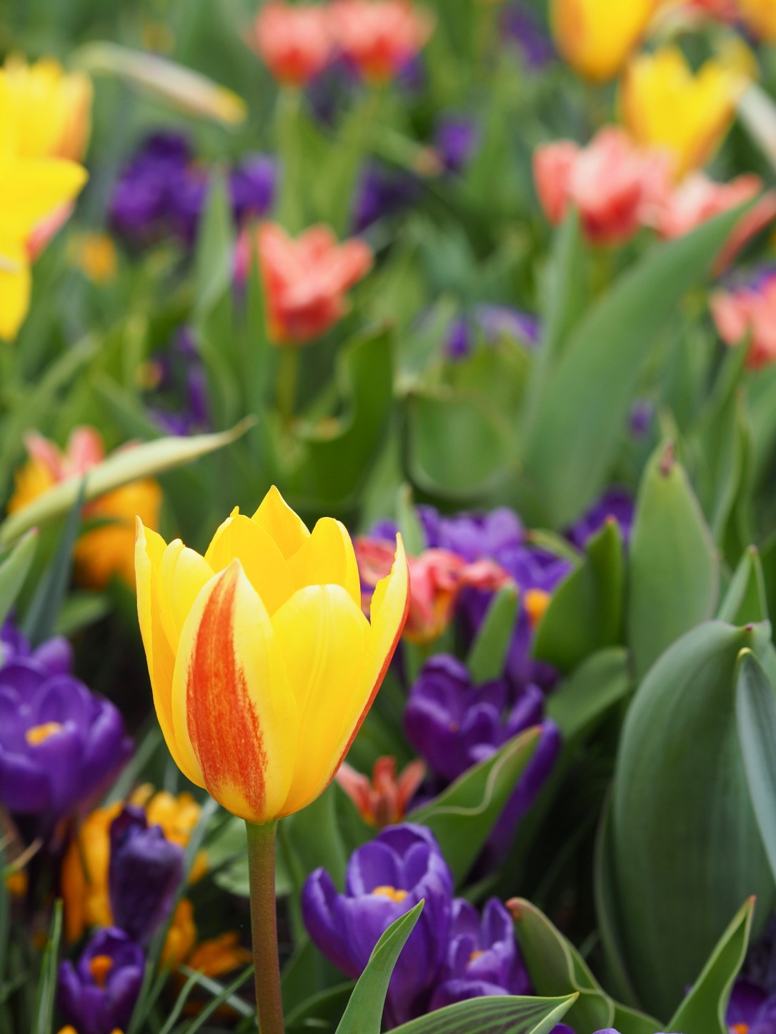 Tulips keukenhof Holland