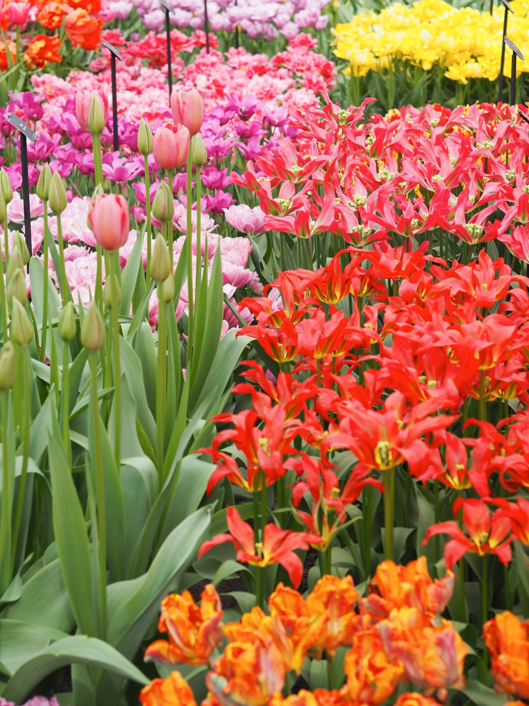 Keukenhof Holland