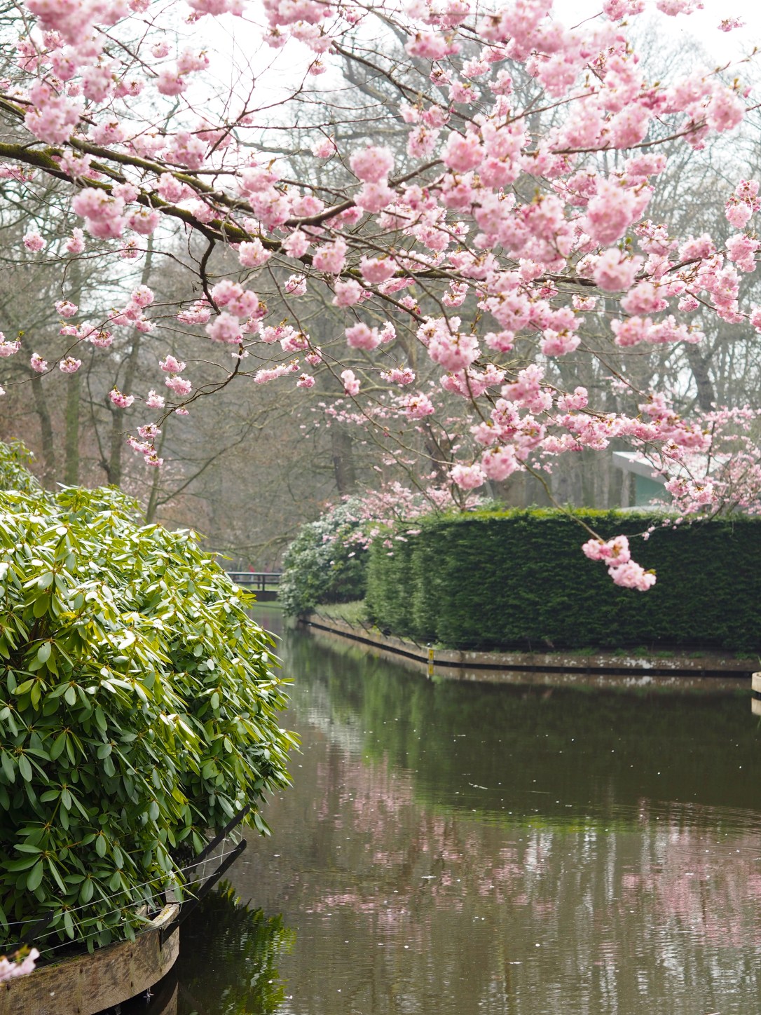 Keukenhof Holland