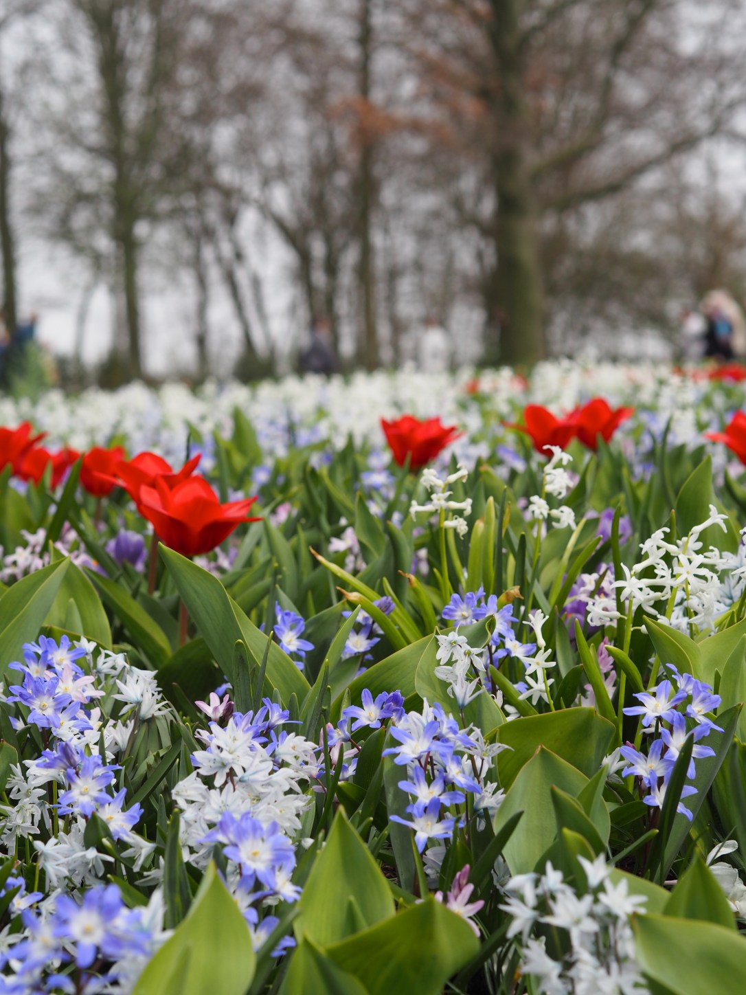 Keukenhof Holland