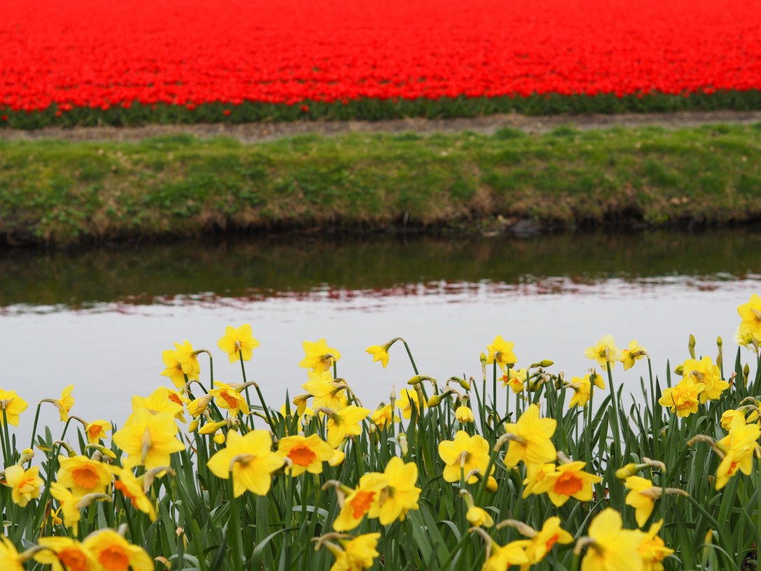 Postcards from Keukenhof