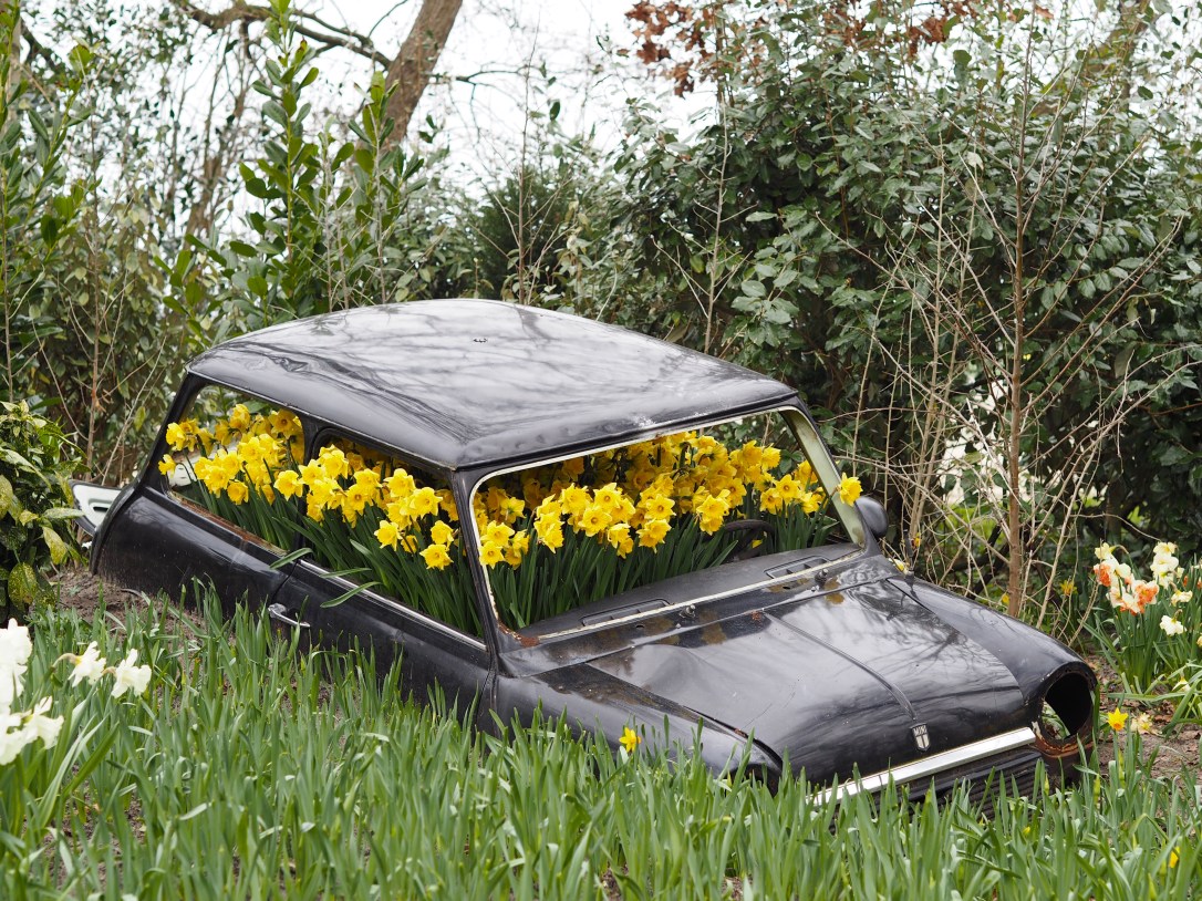 Daffodils in car keukenhof