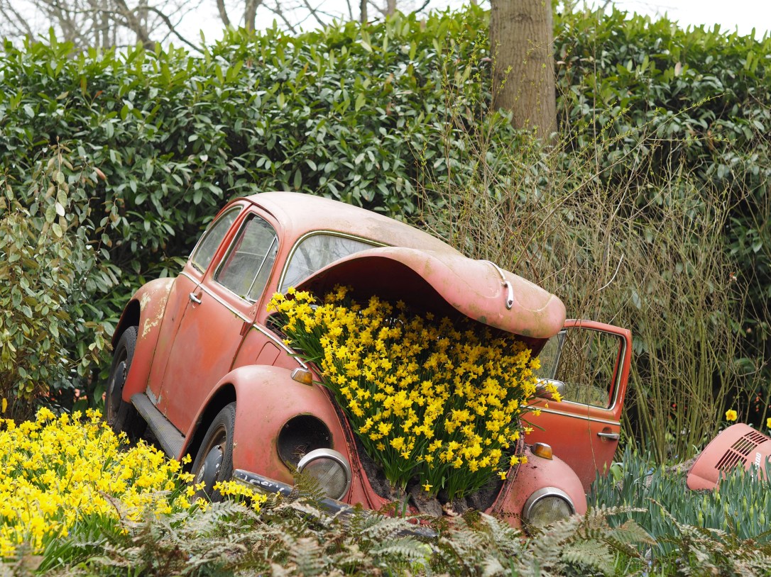 Keukenhof Lisse car of daffodils