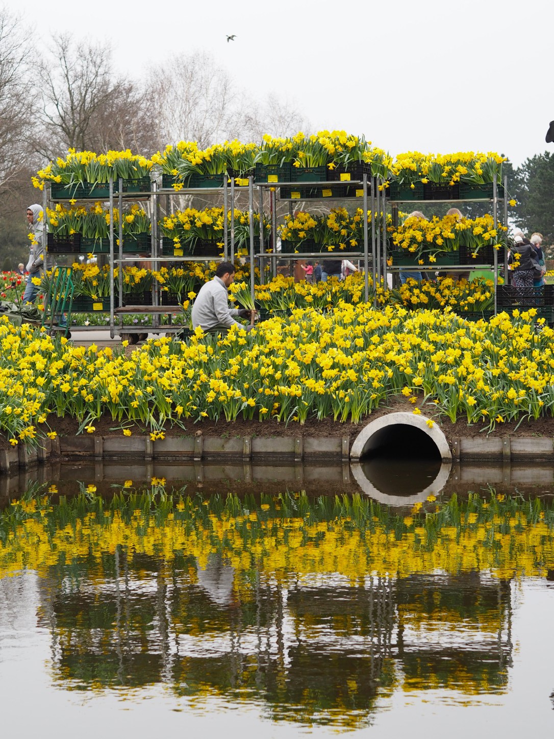 Keukenhof Lisse daffodils